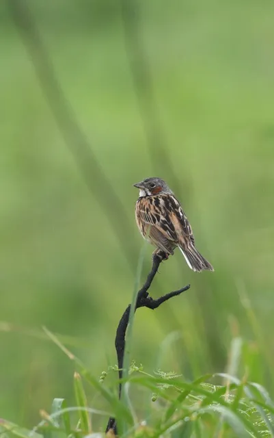 野鳥の写真