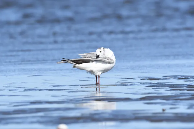 野鳥の写真