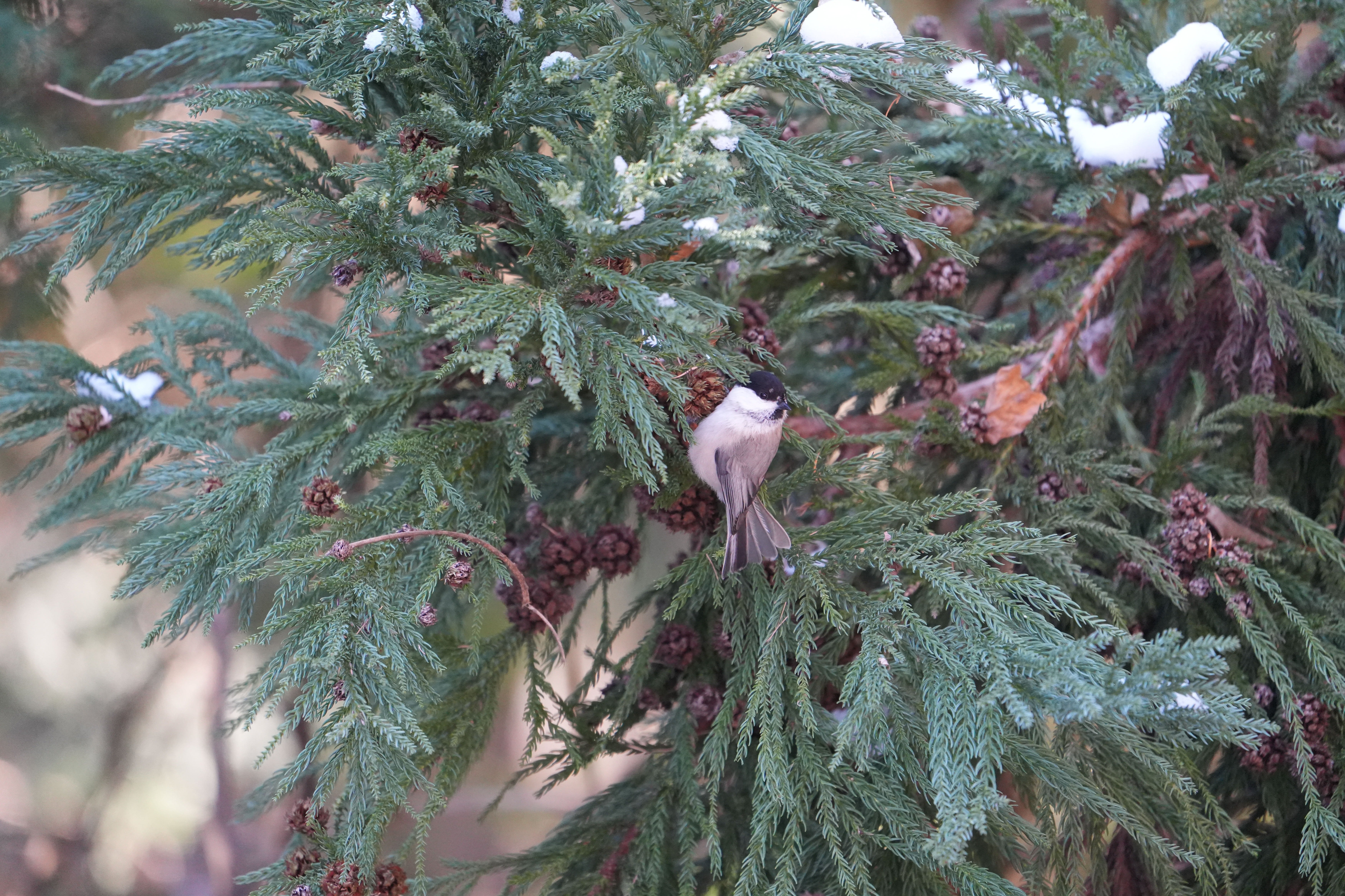 Photo Image