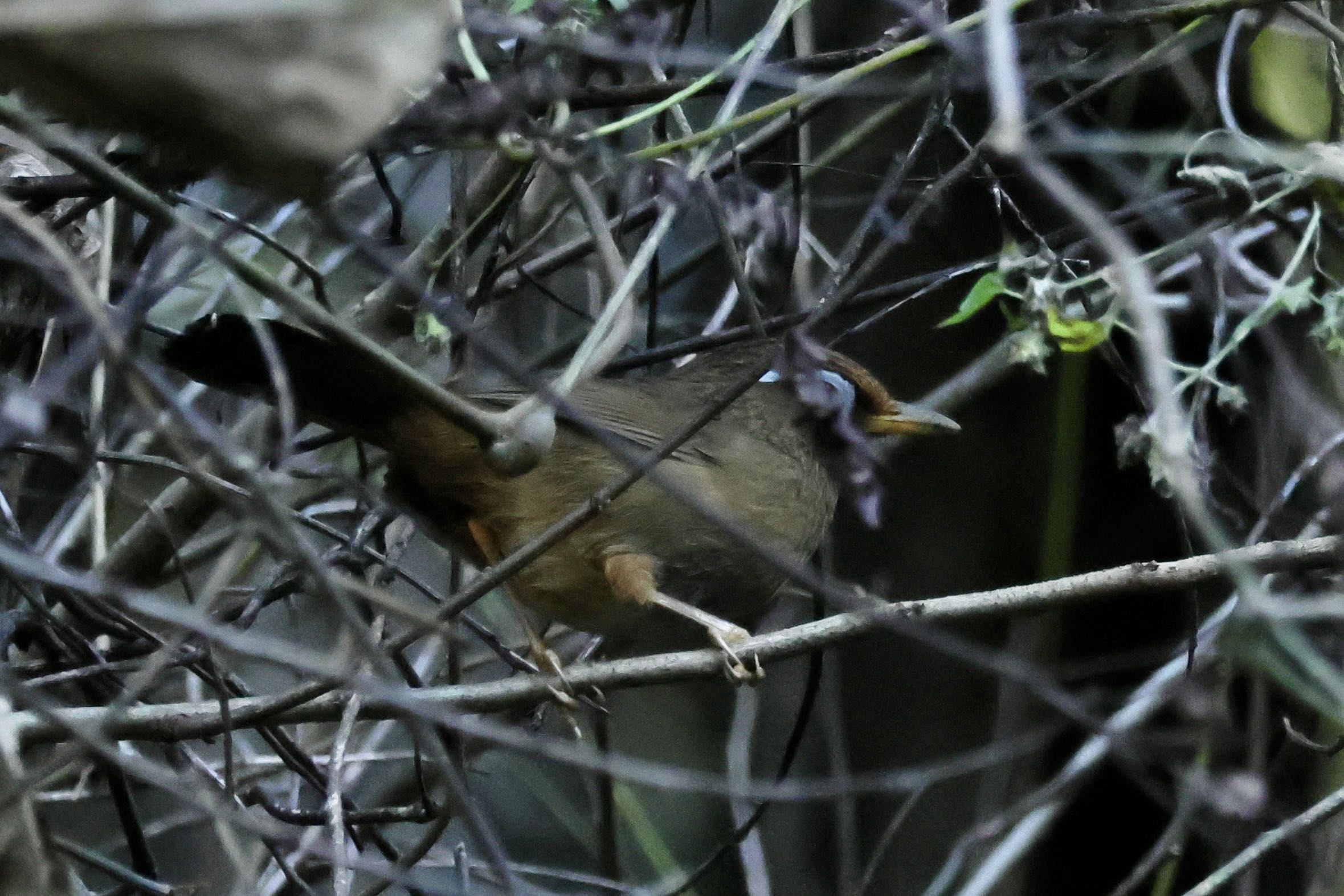 Photo Image