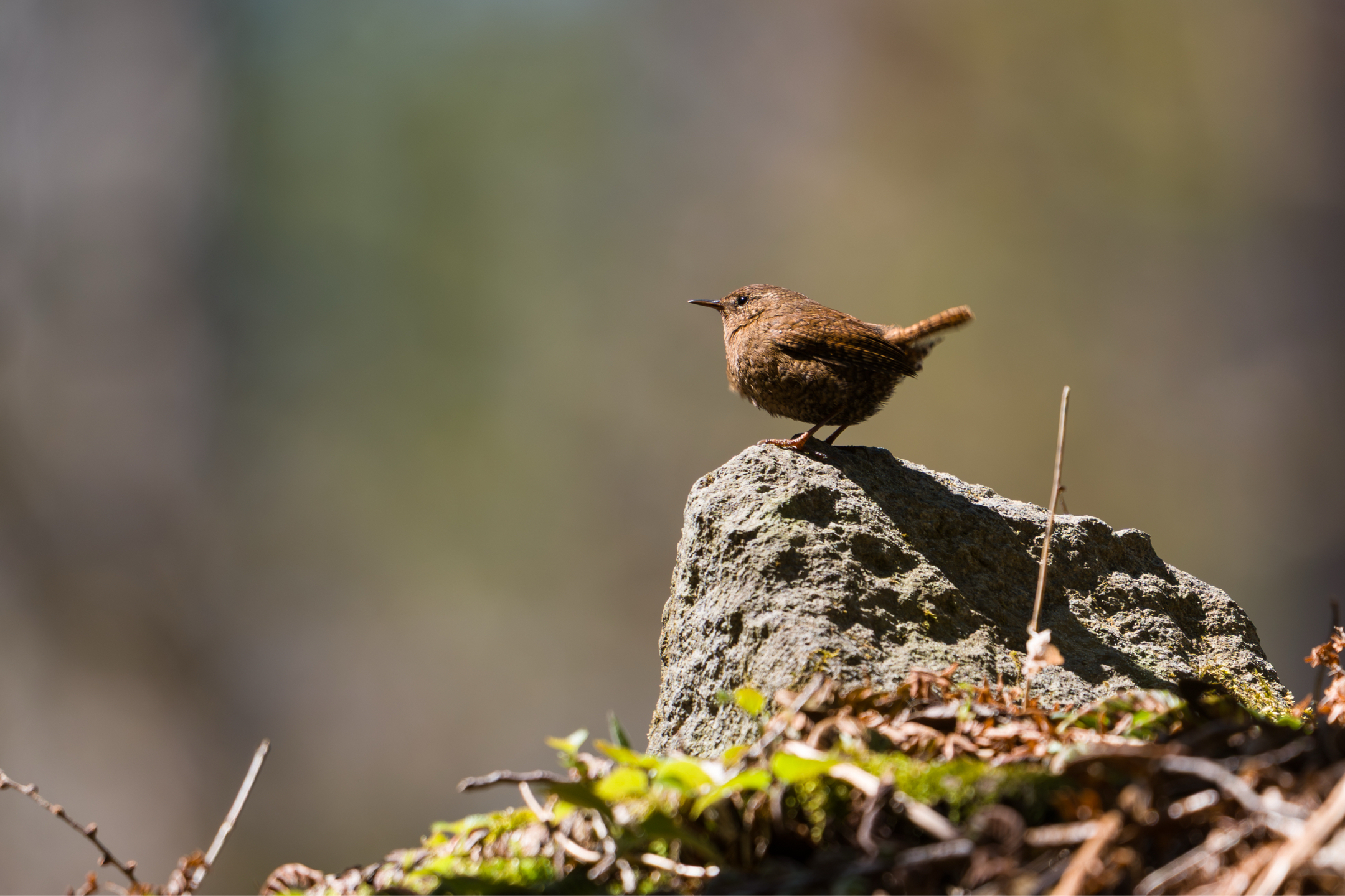 Photo Image
