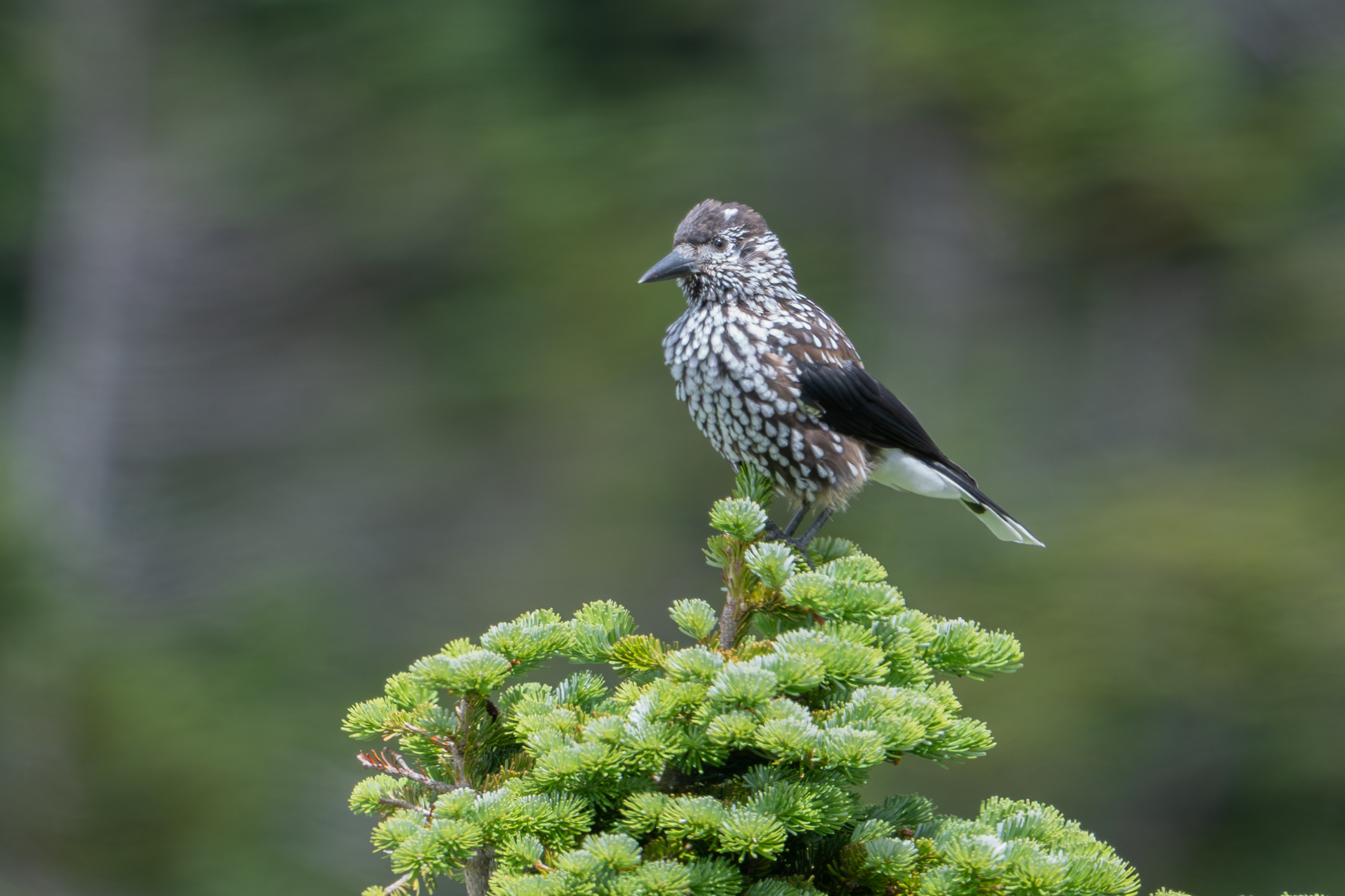 Photo Image