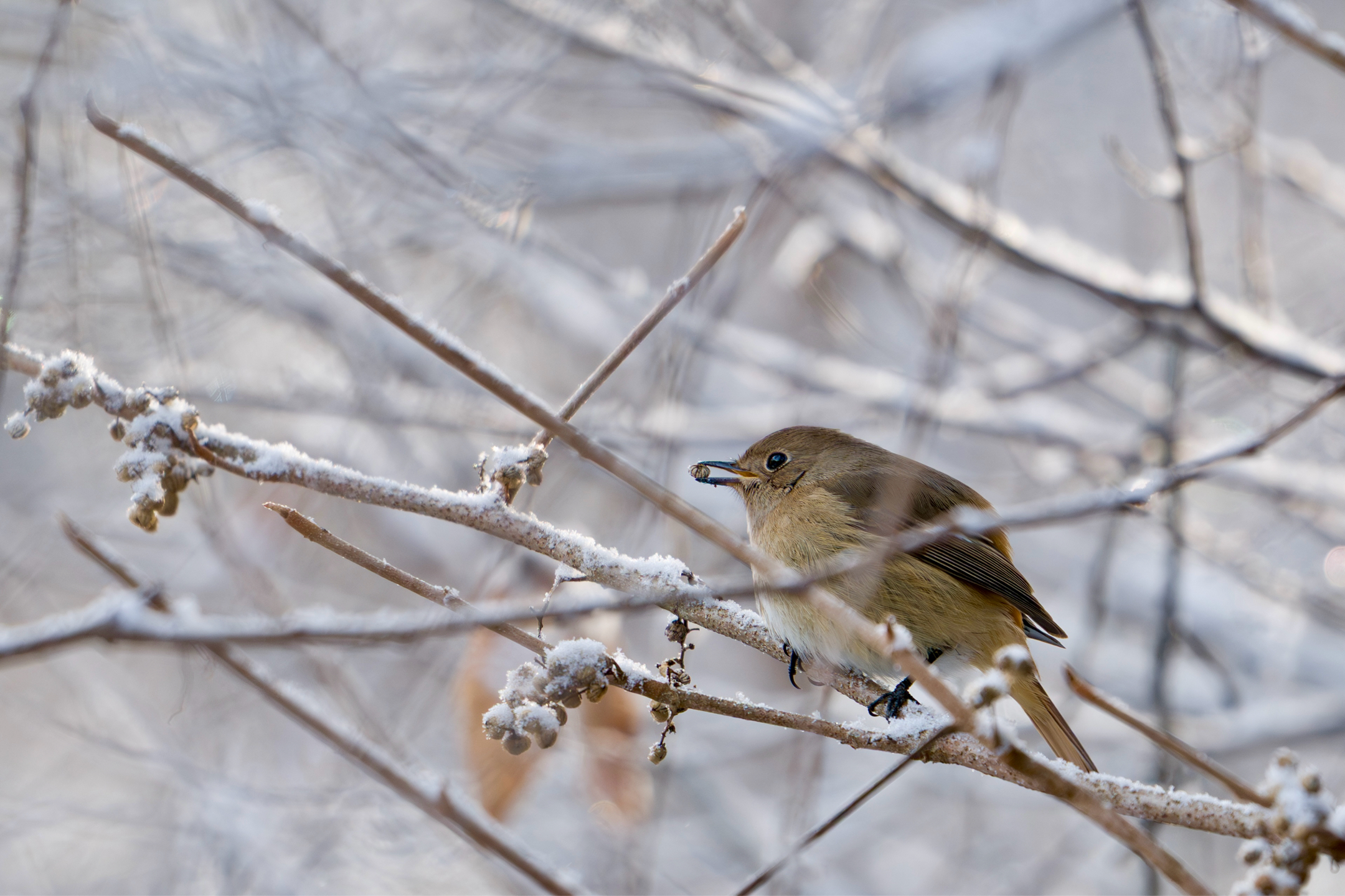 Photo Image