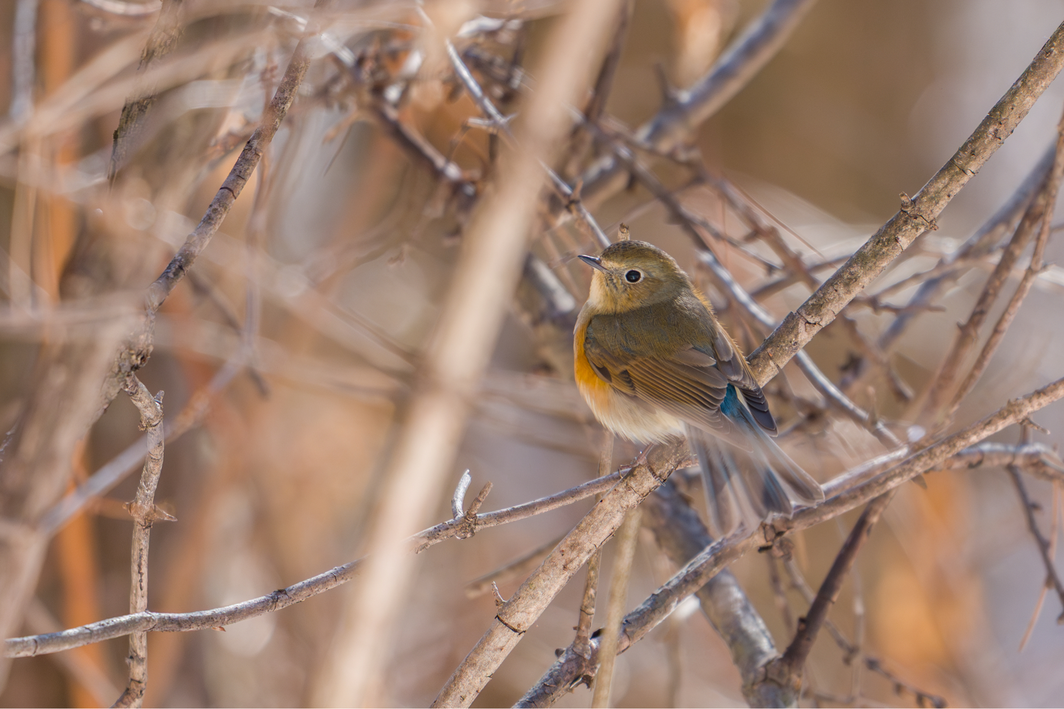 Photo Image