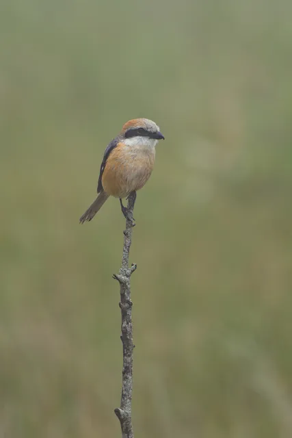 野鳥の写真