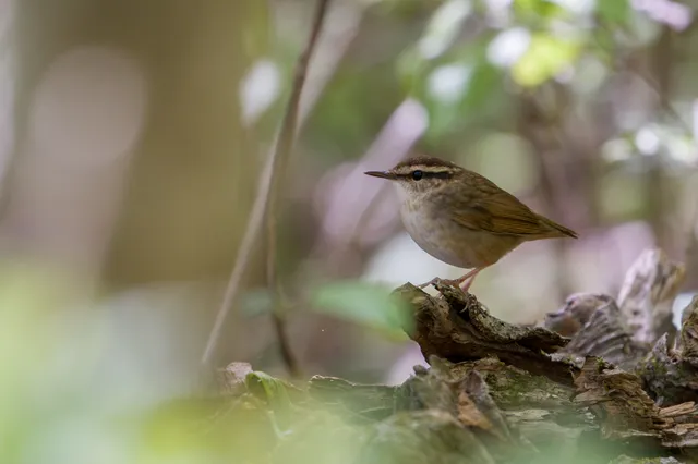 Species Image