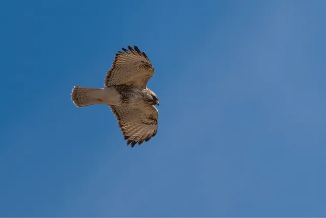 野鳥の写真