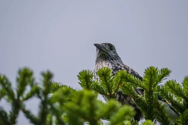 Species Image