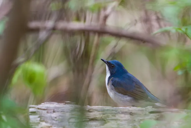 野鳥の写真