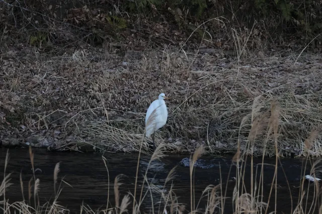 野鳥の写真