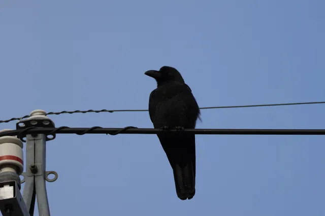 野鳥の写真