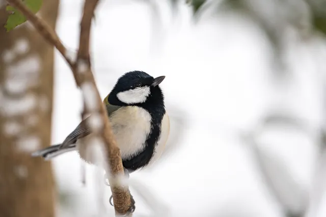Photo Image