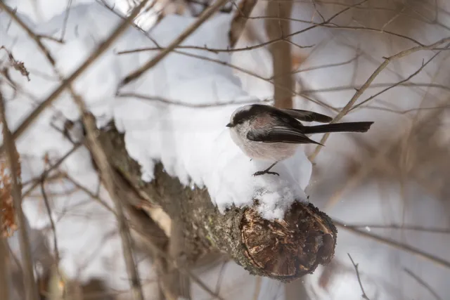 Photo Image