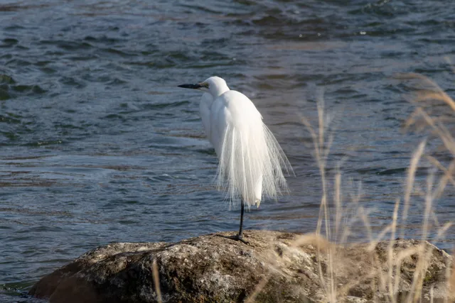 野鳥の写真