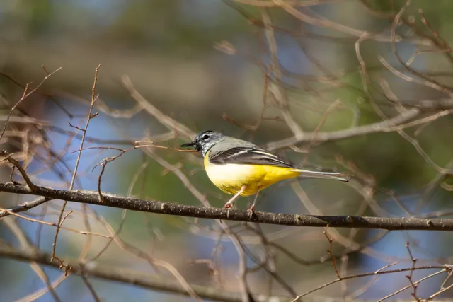 Photo Image