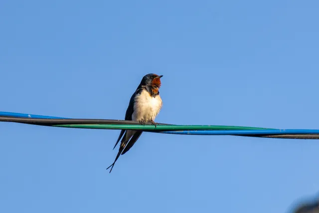 野鳥の写真