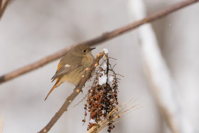 Photo Image