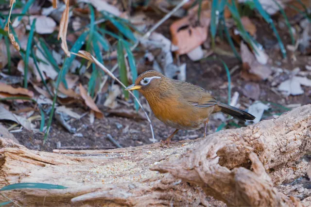野鳥の写真