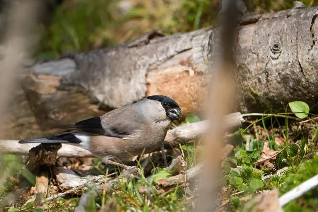 Species Image