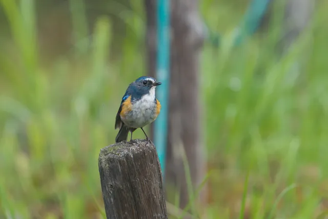 野鳥の写真