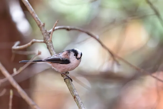野鳥の写真
