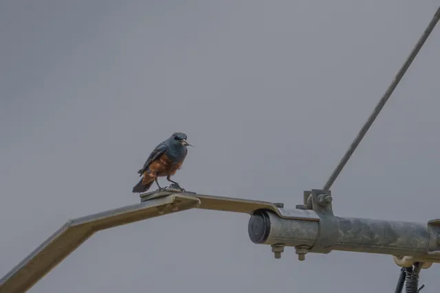 野鳥の写真