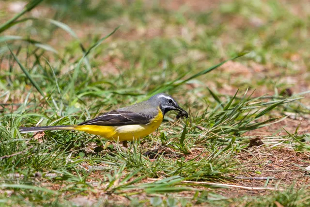 野鳥の写真