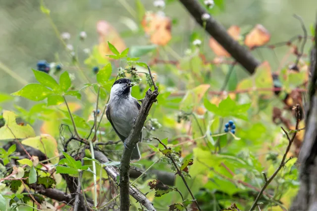 野鳥の写真