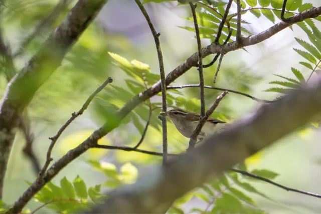 野鳥の写真