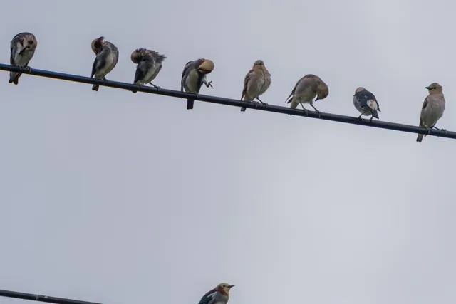 野鳥の写真