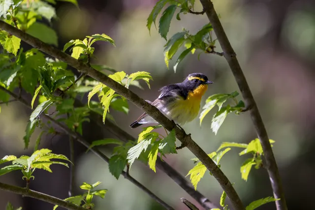 Photo Image
