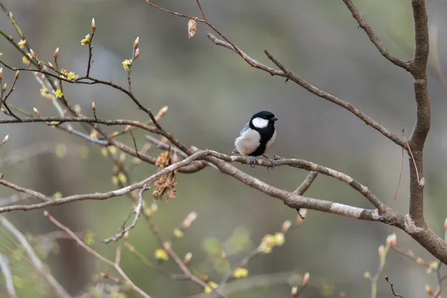 野鳥の写真