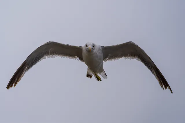 野鳥の写真
