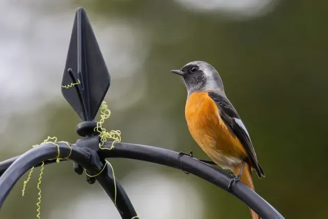 Species Image