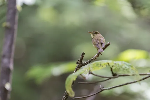 Species Image