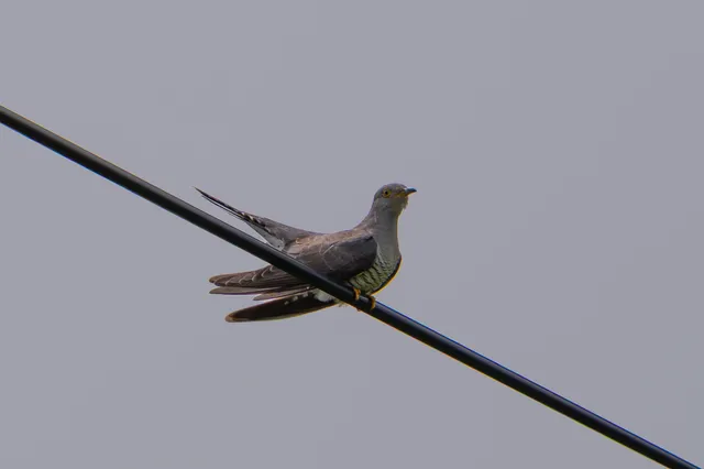 野鳥の写真