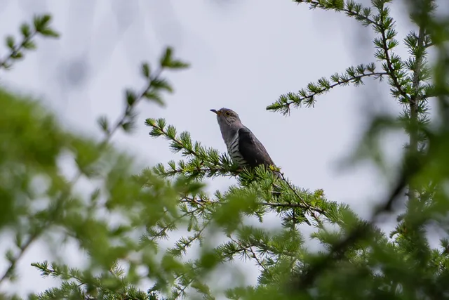 Species Image