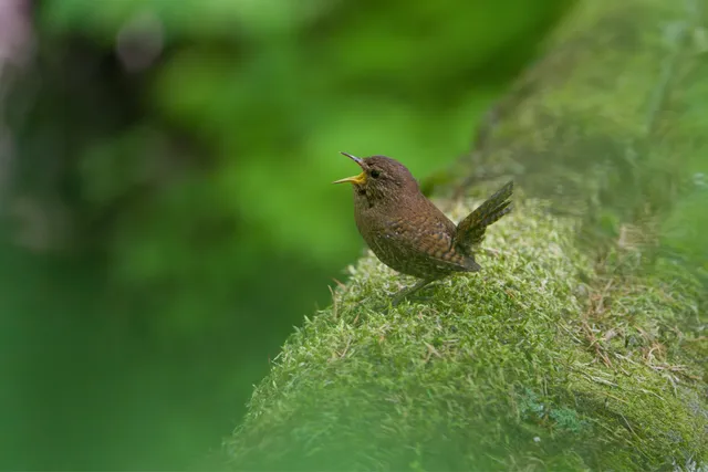 野鳥の写真
