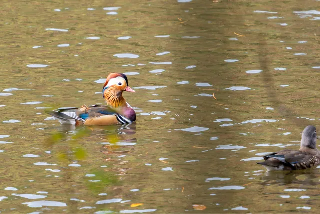 野鳥の写真