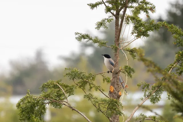 野鳥の写真