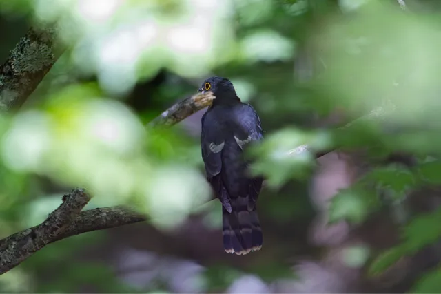 野鳥の写真
