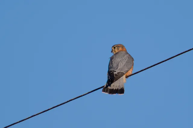 野鳥の写真