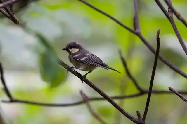 Species Image