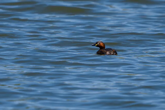 Species Image