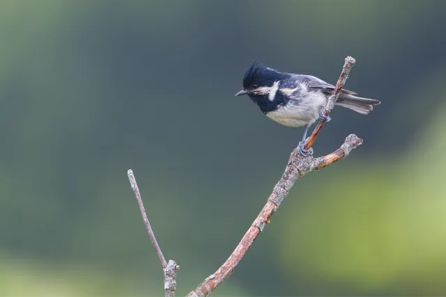 野鳥の写真