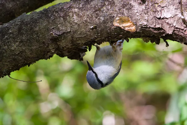 野鳥の写真