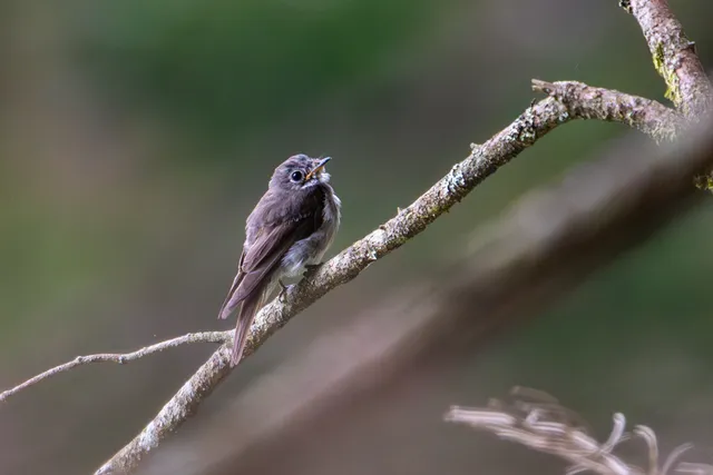 野鳥の写真