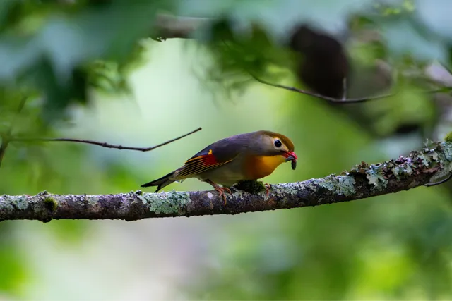 野鳥の写真
