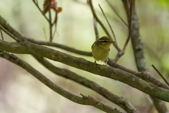Species Image