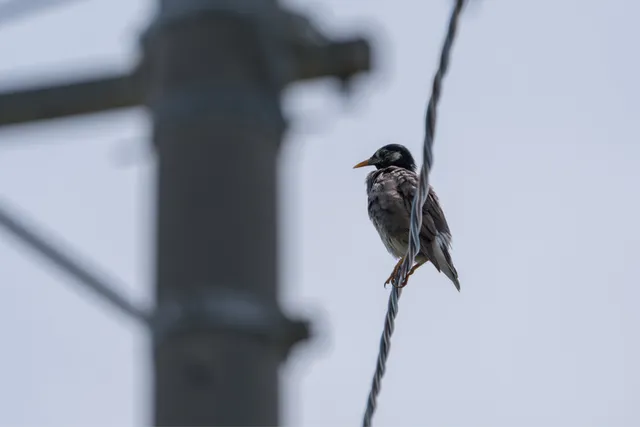 Species Image